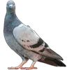 🦆 Эмодзи «Голубчики» для Telegram