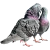 🐦 Эмодзи «Голубчики» для Telegram