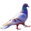 🐦 Эмодзи «Голубчики» для Telegram