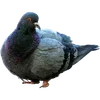 🐦 Эмодзи «Голубчики» для Telegram