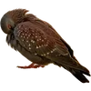 🐦 Эмодзи «Голубчики» для Telegram