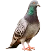🐦 Эмодзи «Голубчики» для Telegram