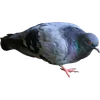 🐦 Эмодзи «Голубчики» для Telegram