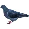 🐦 Эмодзи «Голубчики» для Telegram