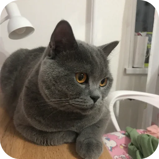 🐱 Стикер «Тедди» для Telegram