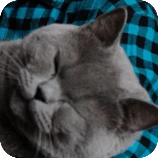 🐈 Стикер «Тедди» для Telegram