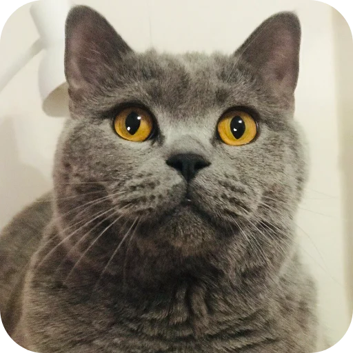 🐱 Стикер «Тедди» для Telegram