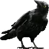🖤 Эмодзи «Блэк» для Telegram