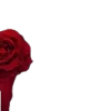 🌹 Эмодзи «hsr» для Telegram