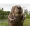 🤩 Эмодзи «Bóbr Бобр» для Telegram