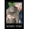 🤩 Эмодзи «Bóbr Бобр» для Telegram