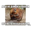 🤩 Эмодзи «Bóbr Бобр» для Telegram