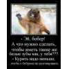 🤩 Эмодзи «Bóbr Бобр» для Telegram