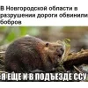 🤩 Эмодзи «Bóbr Бобр» для Telegram