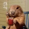 🤩 Эмодзи «Bóbr Бобр» для Telegram