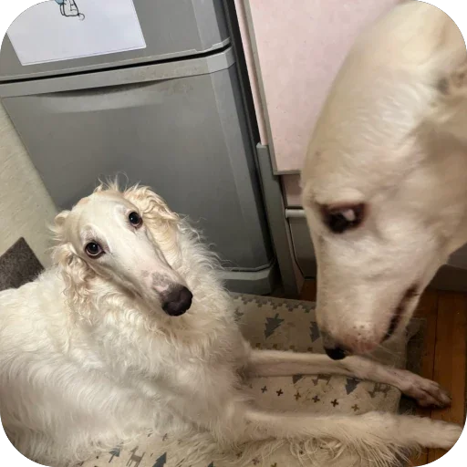 ⚖️ Стикер «Borzoi Base» для Telegram