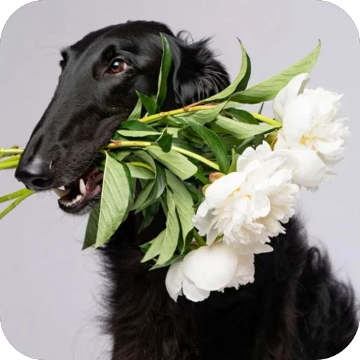 💐 Стикер «Borzoi Base» для Telegram