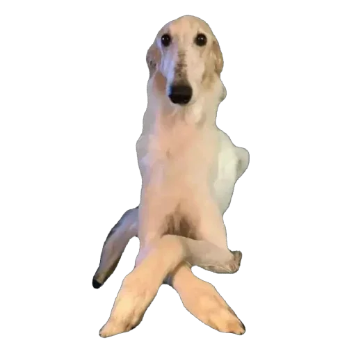 🫥 Стикер «Borzoi Base» для Telegram