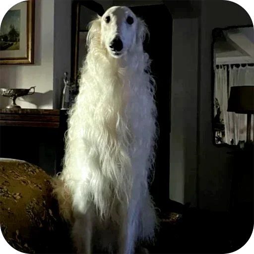 🧿 Стикер «Borzoi Base» для Telegram