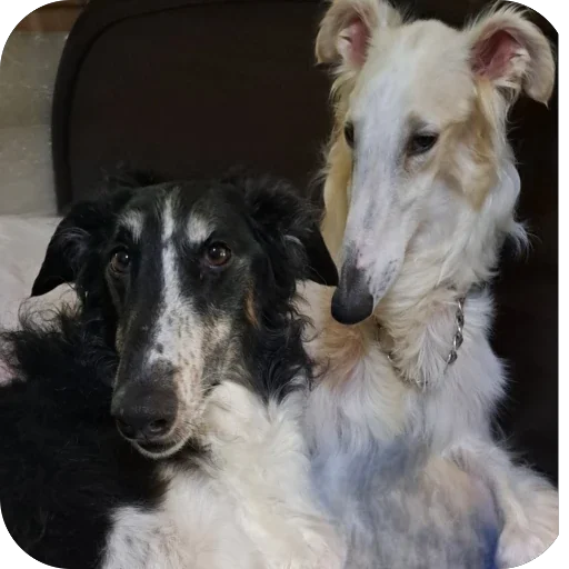 🧐 Стикер «Borzoi Base» для Telegram