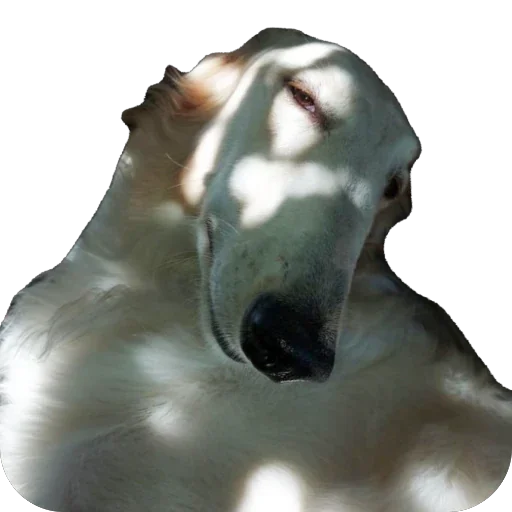 🙂‍↕️ Стикер «Borzoi Base» для Telegram