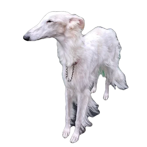 🫥 Стикер «Borzoi Base» для Telegram