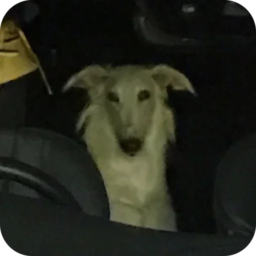 🫩 Стикер «Borzoi Base» для Telegram
