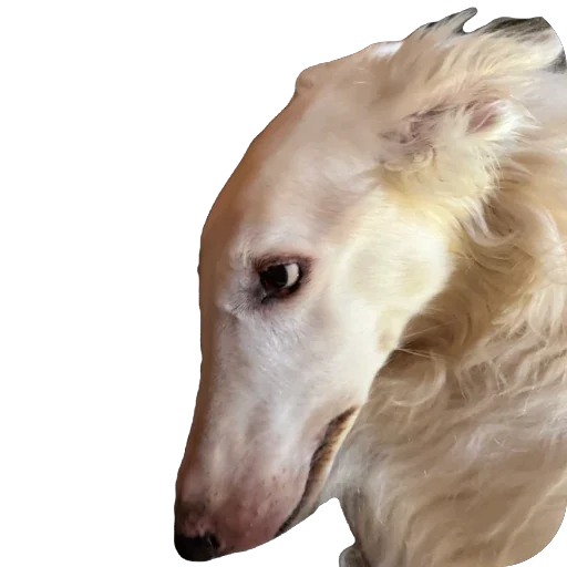 🐛 Стикер «Borzoi Base» для Telegram