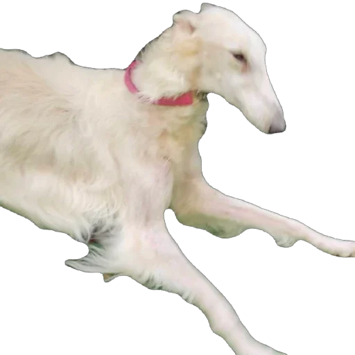 🫥 Стикер «Borzoi Base» для Telegram