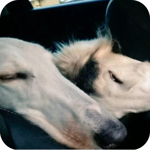 💤 Стикер «Borzoi Base» для Telegram