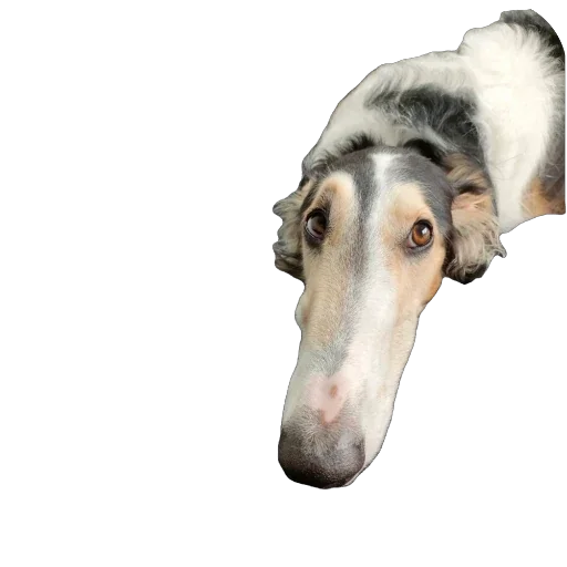 🫥 Стикер «Borzoi Base» для Telegram