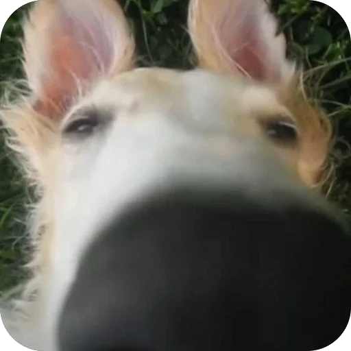 🐽 Стикер «Borzoi Base» для Telegram