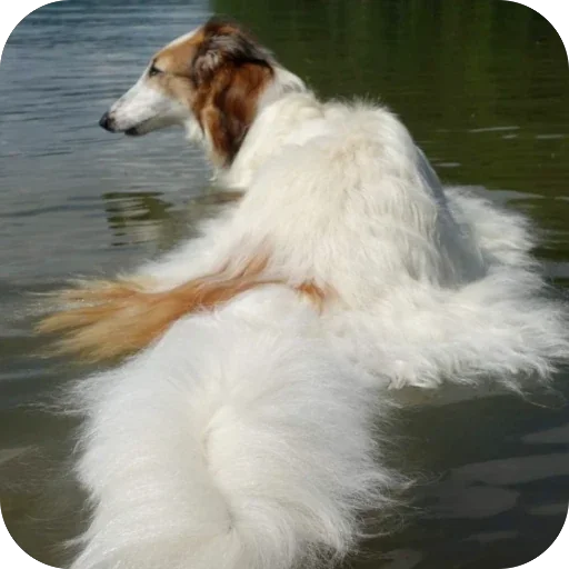 🏞️ Стикер «Borzoi Base» для Telegram