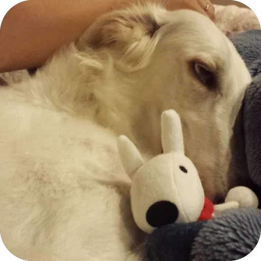 💤 Стикер «Borzoi Base» для Telegram