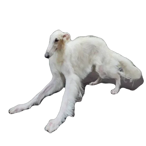 🫥 Стикер «Borzoi Base» для Telegram