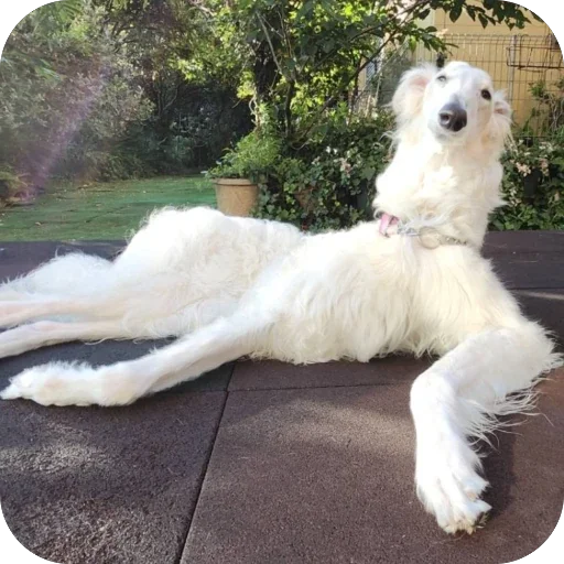 🫥 Стикер «Borzoi Base» для Telegram