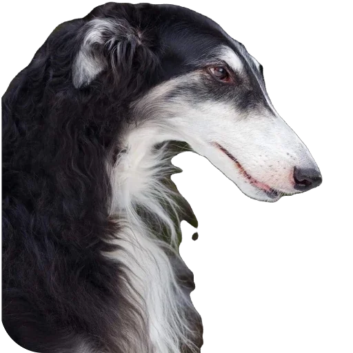 ☀️ Стикер «Borzoi Base» для Telegram