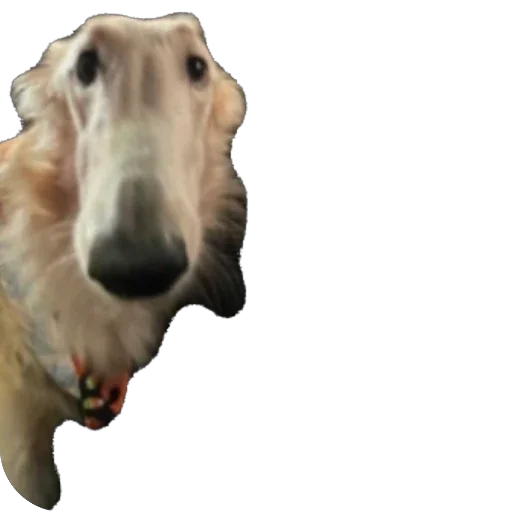 🫥 Стикер «Borzoi Base» для Telegram