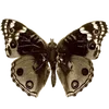 🦋 Эмодзи «Brown Beige» для Telegram