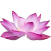 🌸 Эмодзи «Буддизм 🧘‍♀» для Telegram