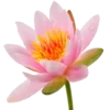 🌸 Эмодзи «Буддизм 🧘‍♀» для Telegram