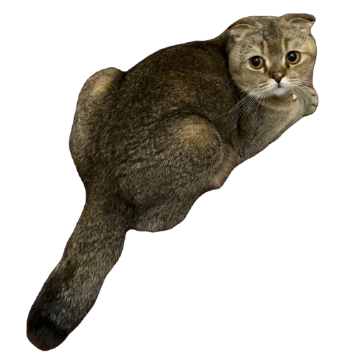 🐈 Стикер «Busya TT Memes» для Telegram