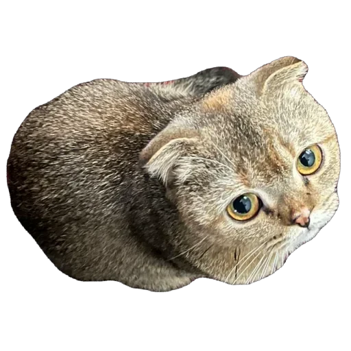 🐈 Стикер «Busya TT Memes» для Telegram