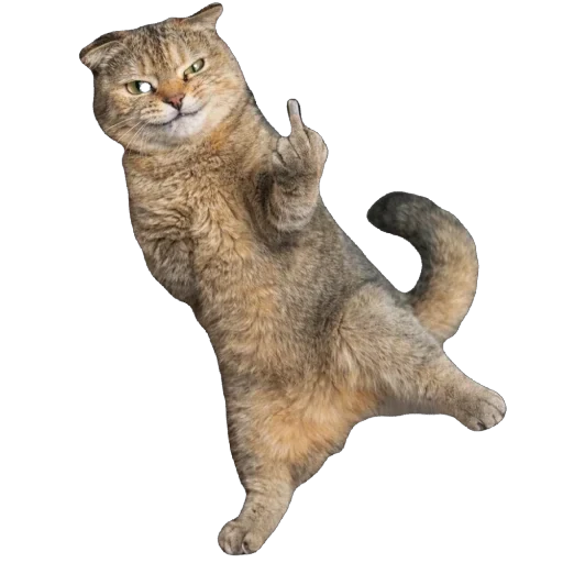 🐈 Стикер «Busya TT Memes» для Telegram