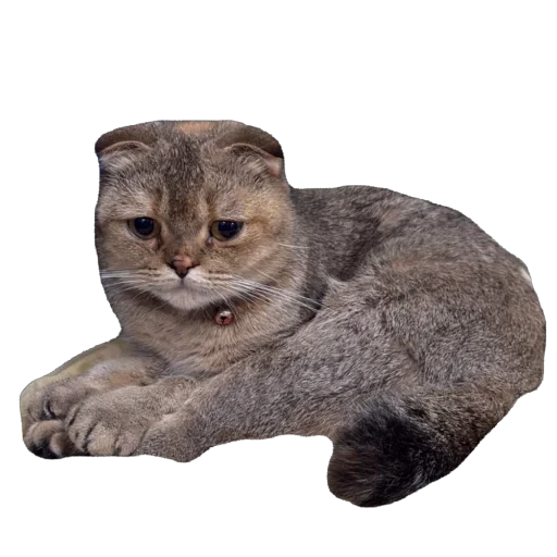 🐈 Стикер «Busya TT Memes» для Telegram