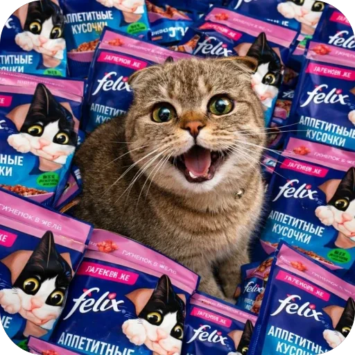🐈 Стикер «Busya TT Memes» для Telegram