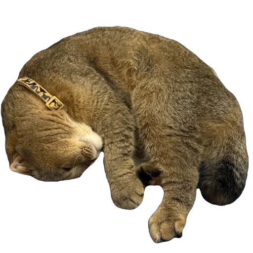 🐈 Стикер «Busya TT Memes» для Telegram