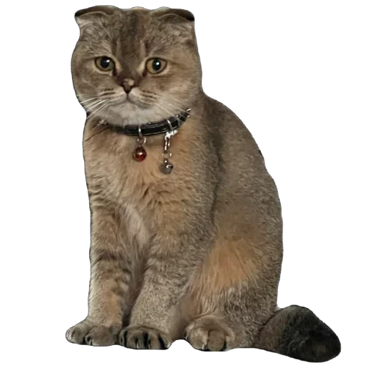 🐈 Стикер «Busya TT Memes» для Telegram