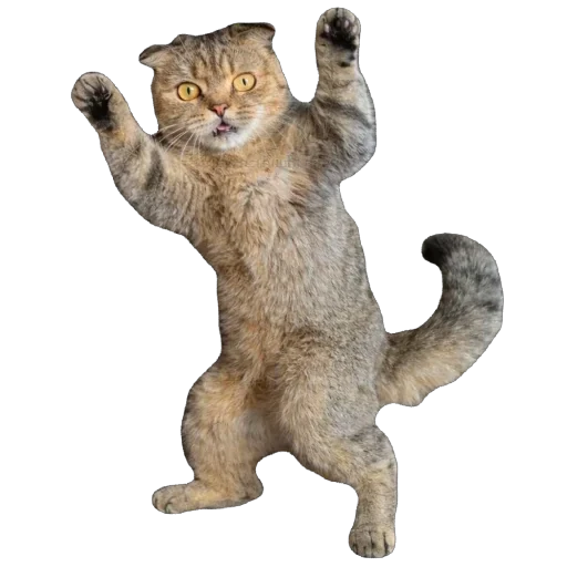 🐈 Стикер «Busya TT Memes» для Telegram
