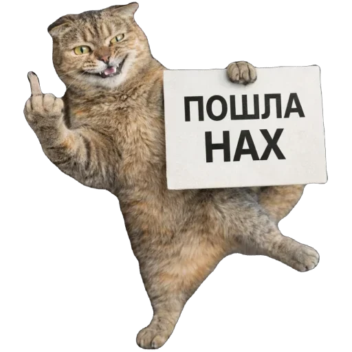 🐈 Стикер «Busya TT Memes» для Telegram